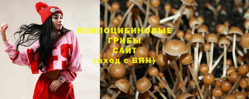 ОМГ ОМГ ТОР  Мариинский Посад  Псилоцибиновые грибы Psilocybe 